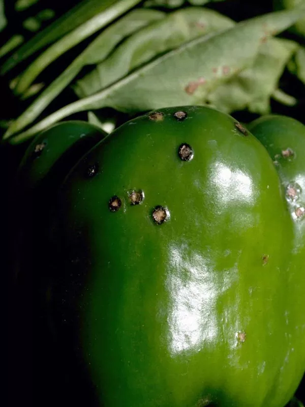 Чорна бактеріальна плямистість